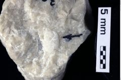 Foto (Detailansicht) von Decapoda indet. (NHMW-GEO-1990-0041-0305)